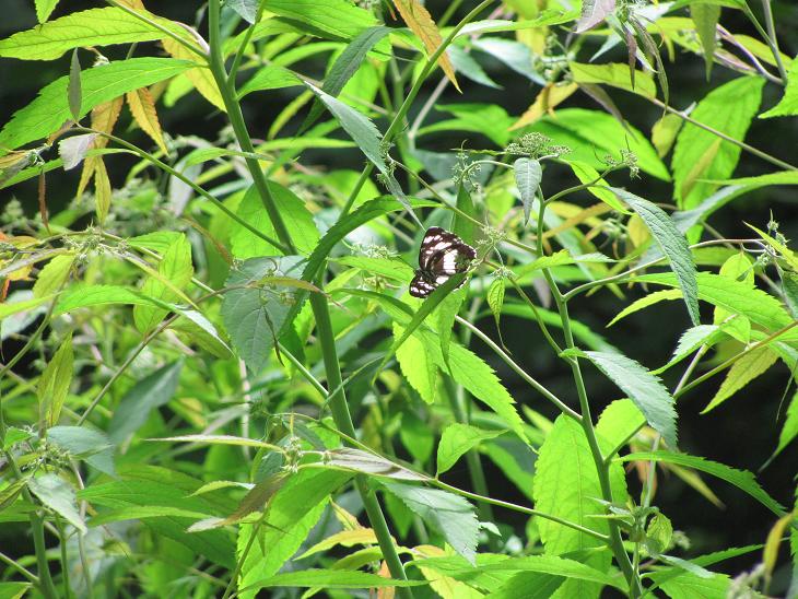 Spiraea japonica